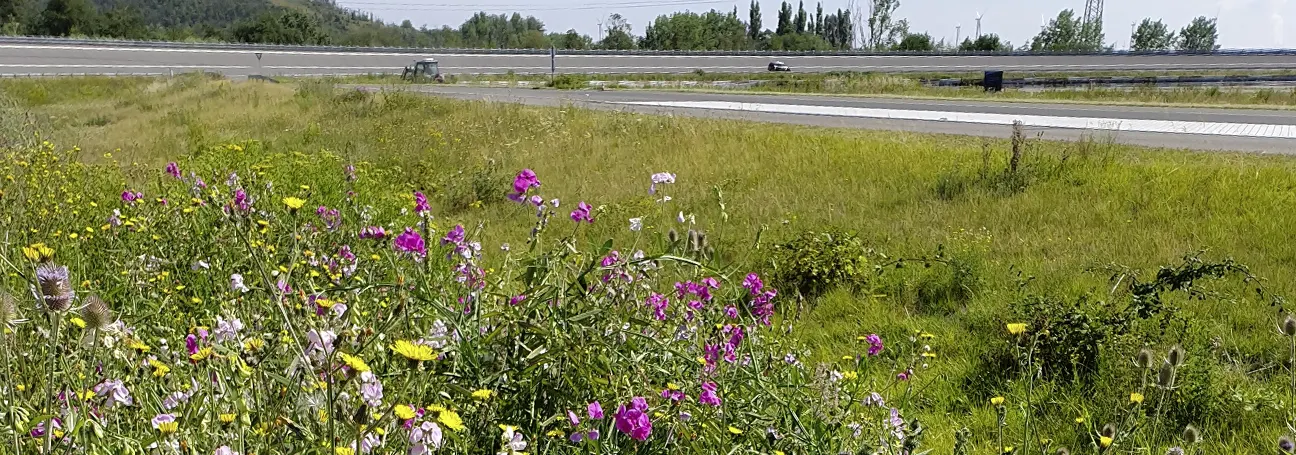 [[Image: Flower meadow]]